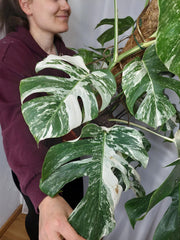 Monstera Variegata buschig