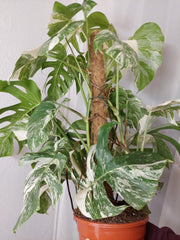 Monstera Variegata buschig