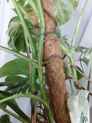 Monstera Variegata buschig