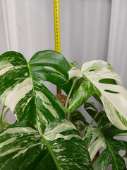 Monstera Variegata buschig