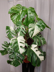 Monstera Variegata buschig