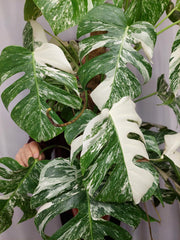 Monstera Variegata buschig