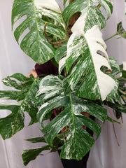 Monstera Variegata buschig