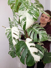 Monstera Variegata buschig
