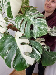 Monstera Variegata buschig
