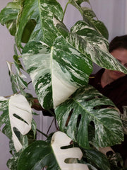 Monstera Variegata buschig