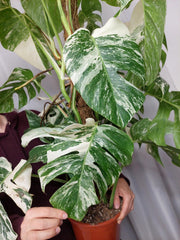 Monstera Variegata buschig