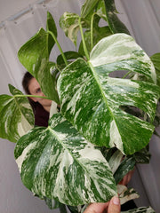 Monstera Variegata buschig