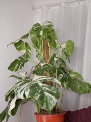 Monstera Variegata buschig