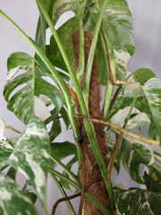 Monstera Variegata buschig