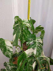 Monstera Variegata buschig