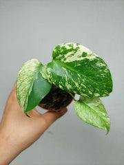 Monstera Jungle Mint