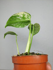 Monstera Jungle Mint