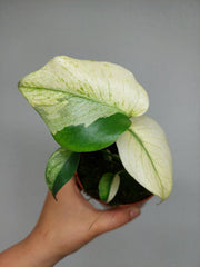 Monstera Jungle Mint