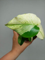 Monstera Jungle Mint