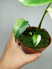 Monstera Jungle Mint