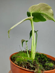 Monstera Jungle Mint