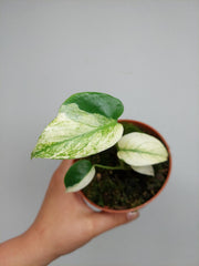 Monstera Jungle Mint