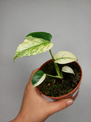 Monstera Jungle Mint