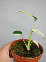 Monstera Jungle Mint