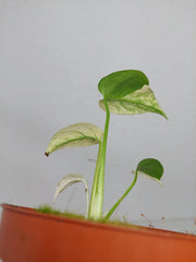 Monstera Jungle Mint