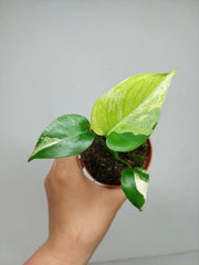 Monstera Jungle Mint