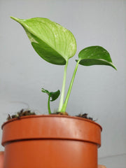 Monstera Jungle Mint