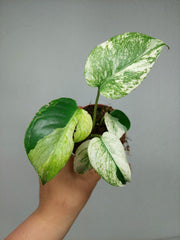 Monstera Jungle Mint