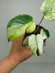 Monstera Jungle Mint