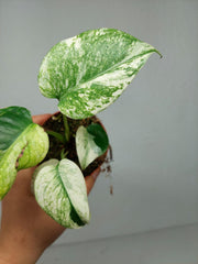 Monstera Jungle Mint