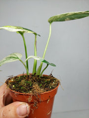 Monstera Jungle Mint