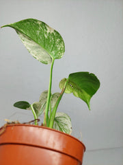 Monstera Jungle Mint