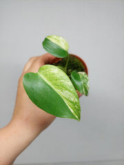 Monstera Jungle Mint