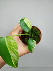 Monstera Jungle Mint