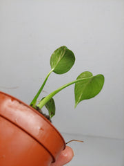 Monstera Jungle Mint