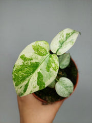 Monstera Mint Mutation