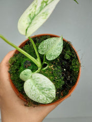 Monstera Mint Mutation