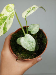 Monstera Mint Mutation