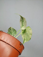 Monstera Mint Mutation
