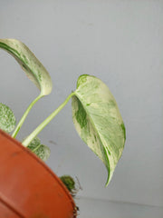 Monstera Mint Mutation