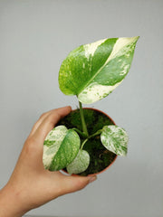 Monstera Mint Mutation