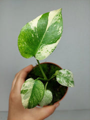 Monstera Mint Mutation