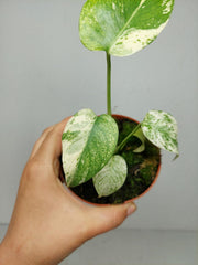 Monstera Mint Mutation