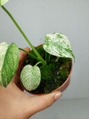 Monstera Mint Mutation