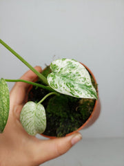 Monstera Mint Mutation