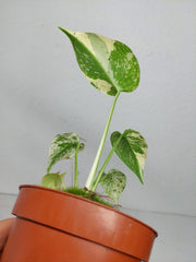 Monstera Mint Mutation