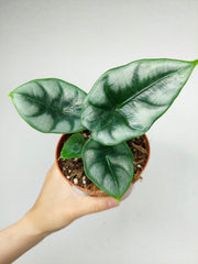 Alocasia Reversa