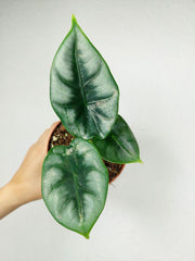 Alocasia Reversa