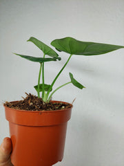 Alocasia Reversa