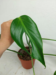 Monstera Burle Marx Flame Stecklinge